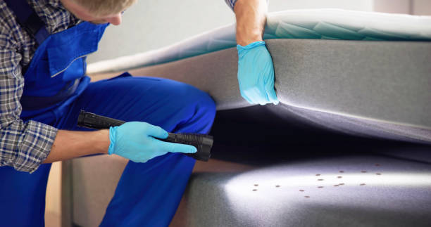 Best Flea Control Services  in Boerne, TX