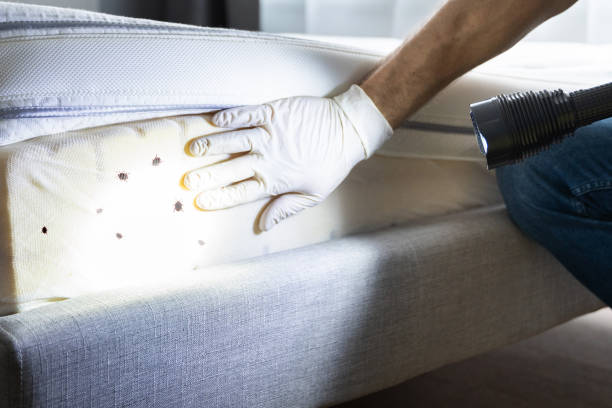 Insect Control in Boerne, TX