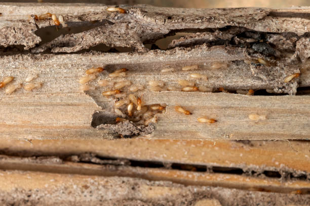 Best Affordable Pest Control Services  in Boerne, TX